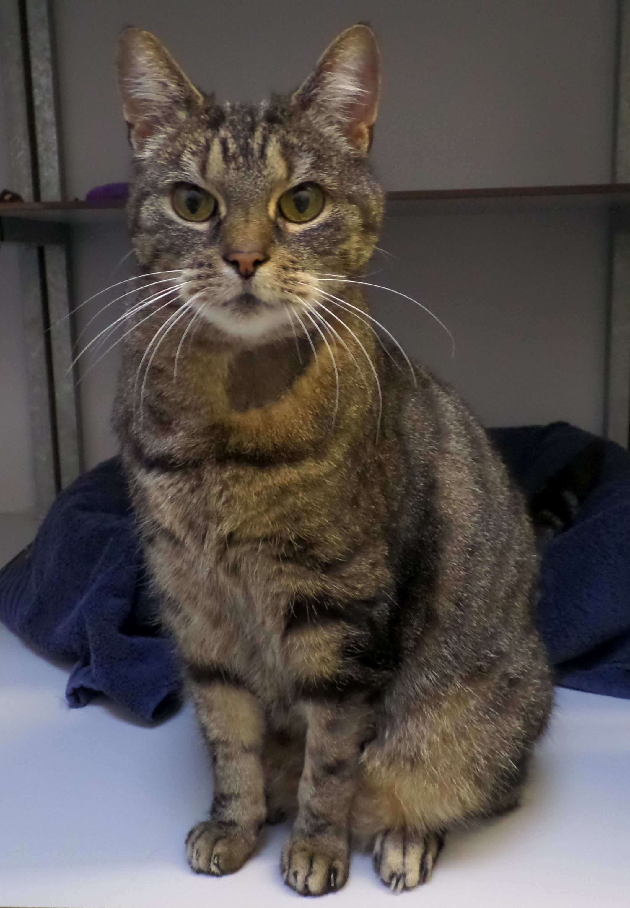 Tijger (13) is klaar voor een fijne oude dag. Bij wie is ze welkom? (Foto: aangeleverd)