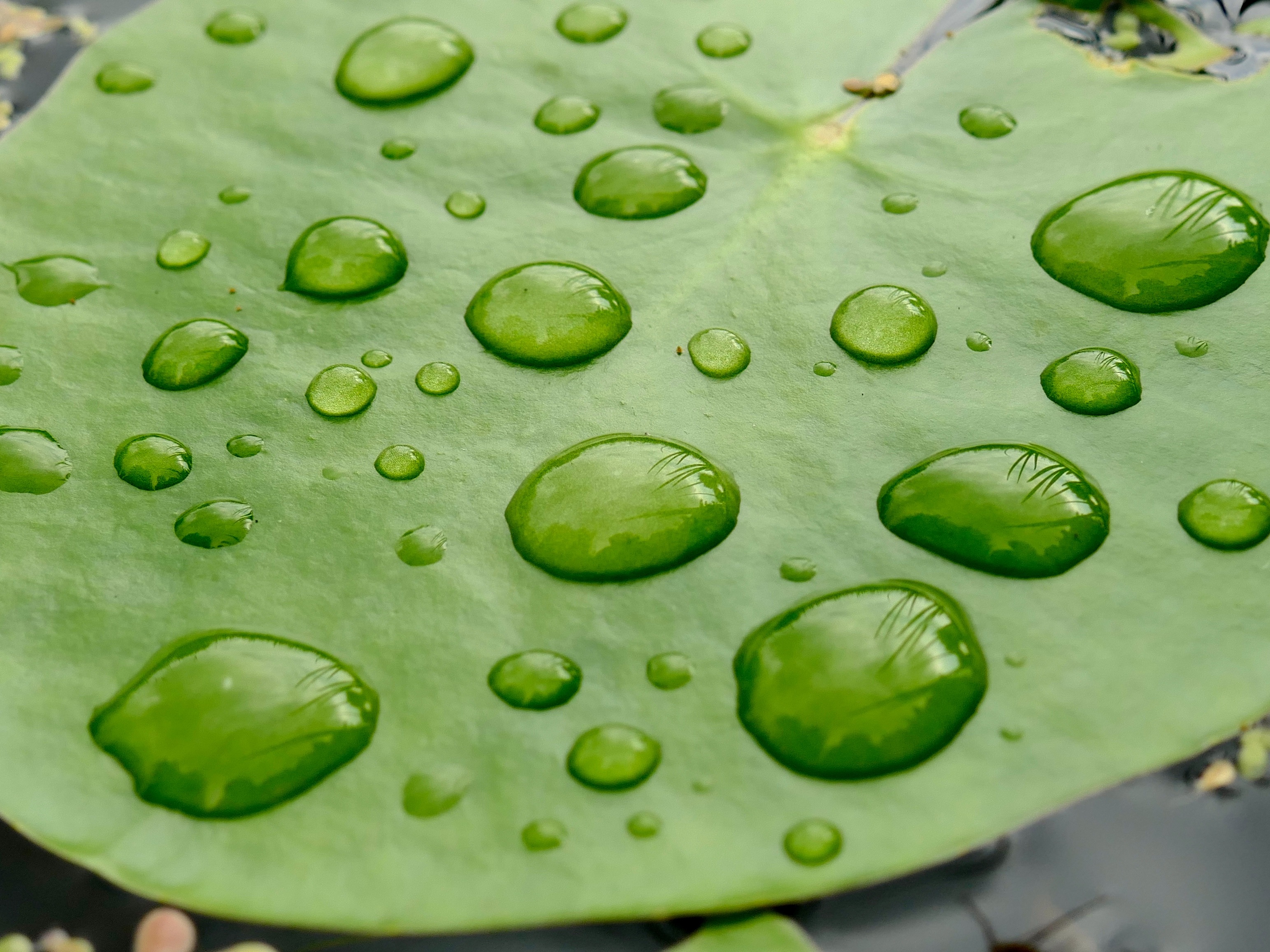 Doe mee met de Waterspeurtocht bij MAK Blokweer. (Foto: Mieke Brouwer)
