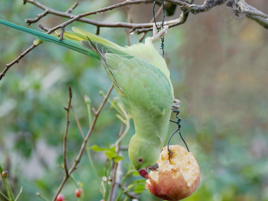 'Knalgroen!'. (Foto: Lidi de Boer)