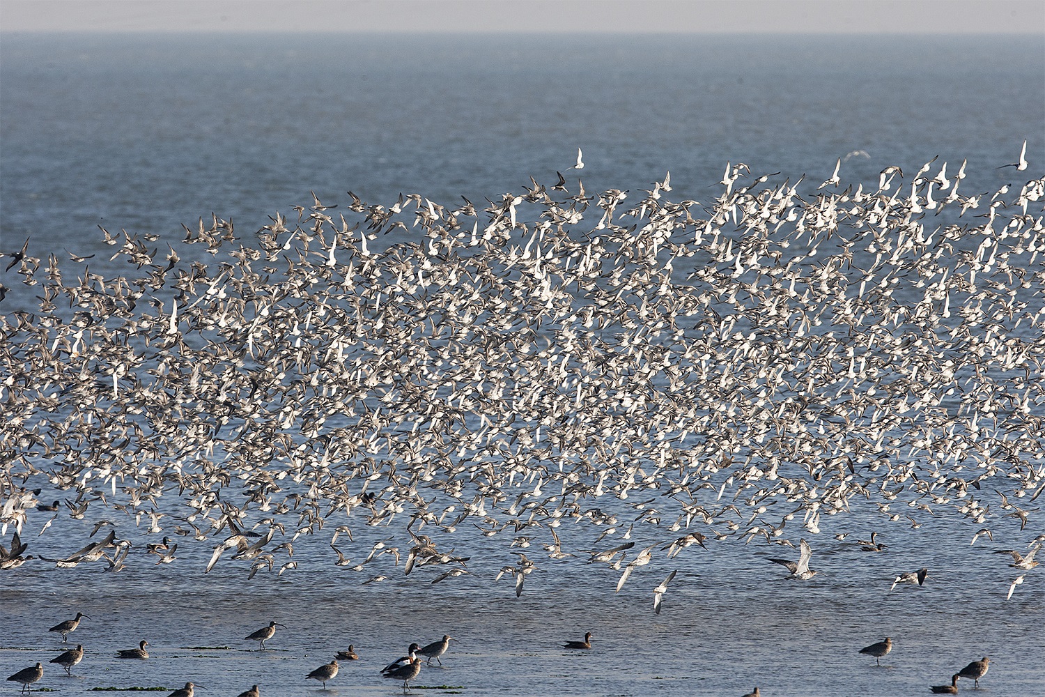 Een zwerm vogels boven het Balgzand. (Foto: Leo Hofland)