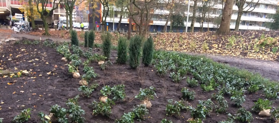 Groen in de Molenwijk. (Foto: gemeente Amsterdam)