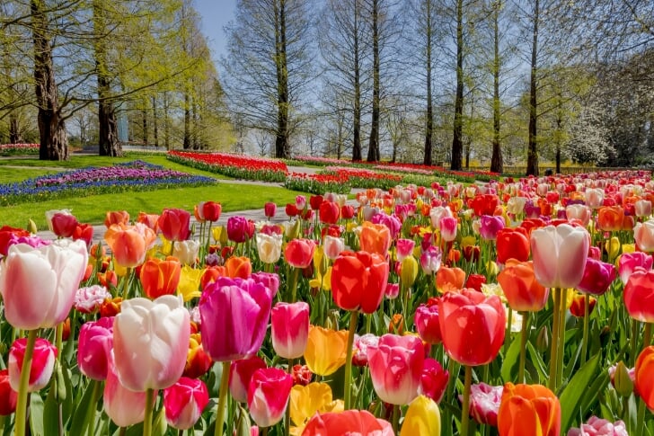 keukenhof parkeren keukenhof bereikbaarheid keukenhof tickets kaartjes