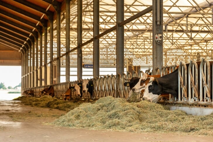 biologisch dynamische boerderij boerderij natuurlijk genoegen Rosalie Buding 