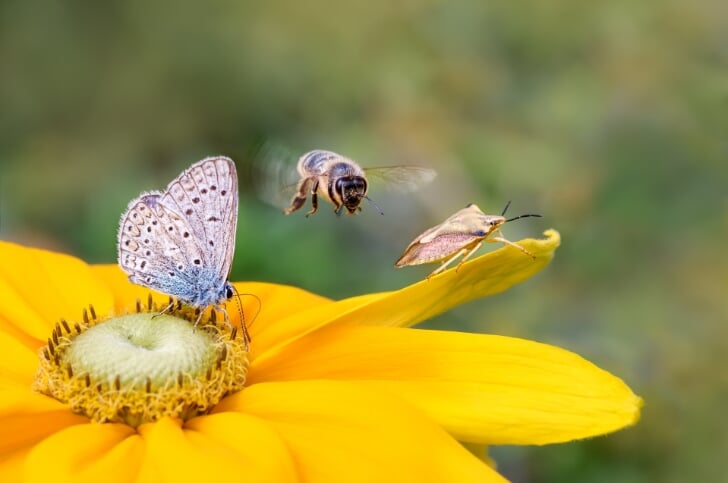 biodiverse tuin tuin biodivers maken bijenhotel duurzame tuin rodi wonen