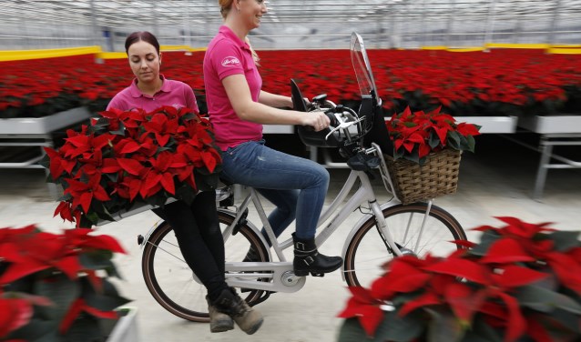 De kerstster is vanaf deze week verkrijgbaar.
