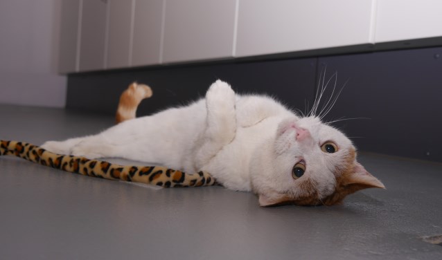 Deze wat luie liefhebber van vloerverwarming zoekt een eigenaar waarbij hij lekker op schoot mag liggen