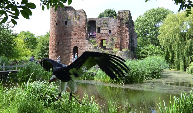 Veel bezoekers tijdens de spectaculaire roofvogelshow in Heenvliet.