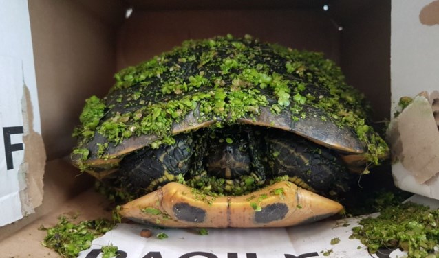 Foto: Dierenambulance