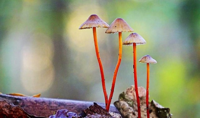 Prachtmycena - foto: Natuurmonumenten