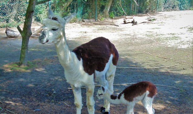 Alpaca merrie met veulen. Het jong op deze foto leeft gelukkig nog. (Foto: Cora de Boed)