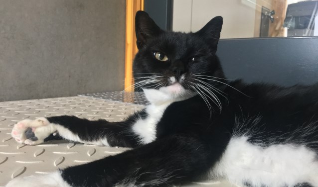 Regel een kennismaking met Tom via kattenafdeling.spijkenisse@dierenbescherming.nl