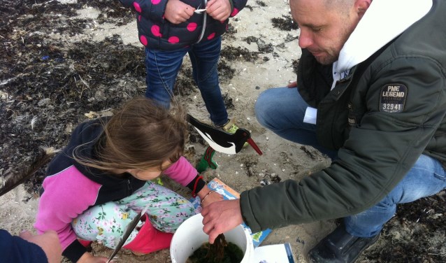 De buitenlesdag Grevelingenweek is een voorproefje op de Grevelingenweek, waarin men de natuur van de Grevelingen zelf kan beleven.