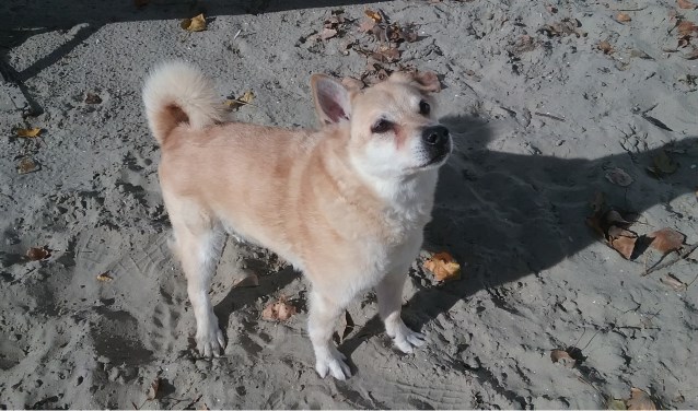 Wie geeft dit lieve dier een fijne oude dag?