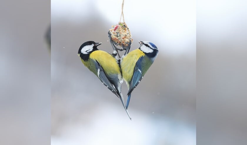 Meer vogels in de tuin dankzij Mijnvogeltuin.nl