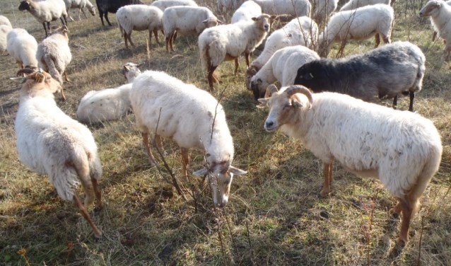 De komende weken trekt de kudde samen met herder de slikken op