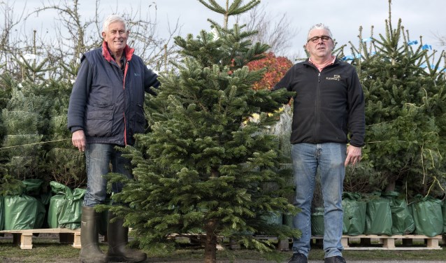 Komende vrijdag starten Jan Roskam (l) en Dick Hagestein met de verkoop van kerstbomen in Oostvoorne (Foto: Jos Uijtdehaage)