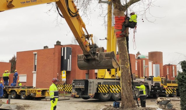 Uit een bomenanalyse is gebleken dat de twee platanen zich in uitstekende conditie bevinden en goed te verplanten zijn.