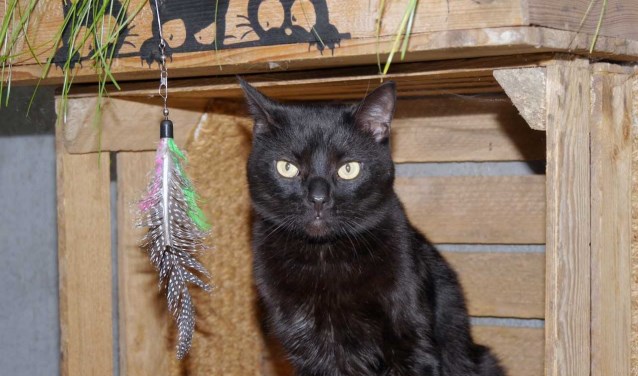 Eigenzinnige kater zoekt huisje met krabpaal