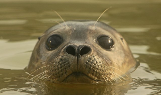 'Swim Fish Swim'. Deze tentoonstelling brengt o.a. de terugkeer van de dynamische deltanatuur van het Haringvliet in beeld.