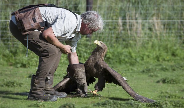 Tijdens demonstraties vertelt Ruben het publiek alles over het natuurlijk gedrag van roofvogels.