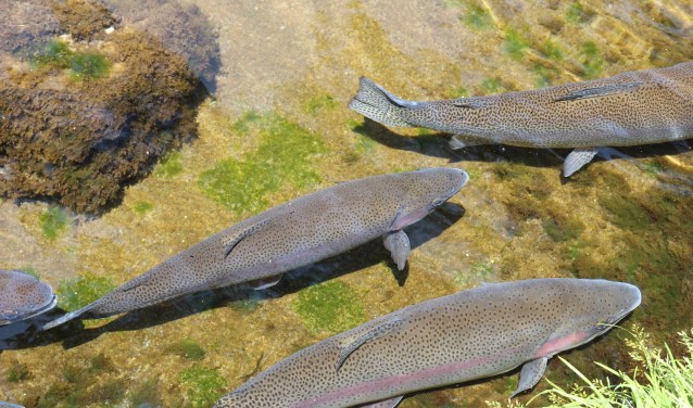 Door de sluizen op een kier kan de forel stroom op- en afwaarts.