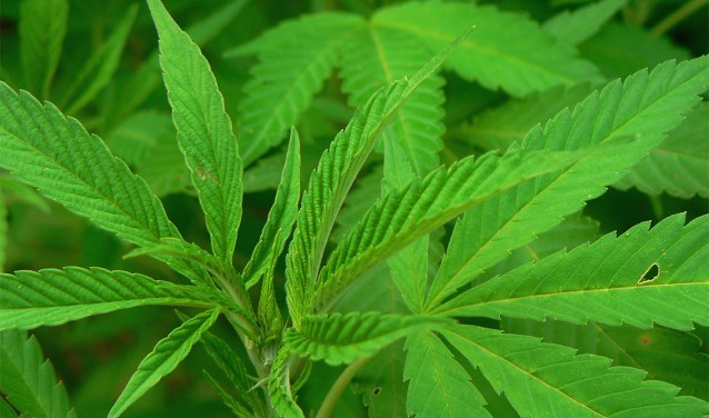 Ook hennepteelt valt onder ondermijnende criminaliteit.