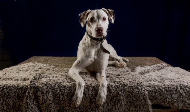 Piri is een prachtige kruising Dalmatiër / Canecorso