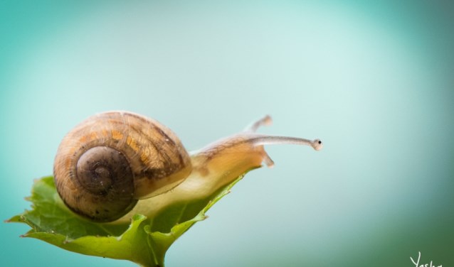 Fotografe Yosha Minken vertelt je in de workshop meer over dichtbij-fotografie