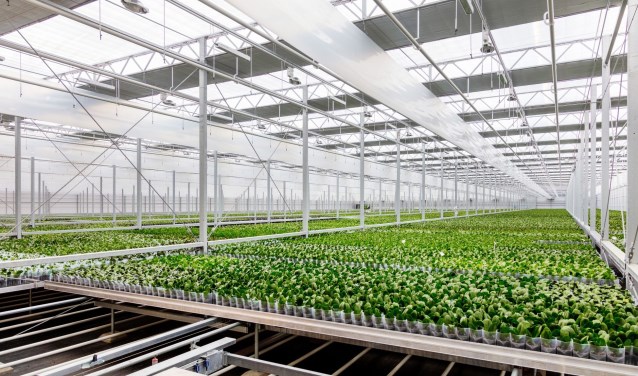 De kas sluit aan bij de ambitie om de CO2-uitstoot te verminderen.