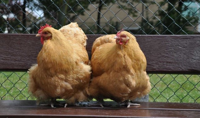 Kinderboerderij De Kreek is een officieel KinderzwerfboekStation. Foto: (PR)