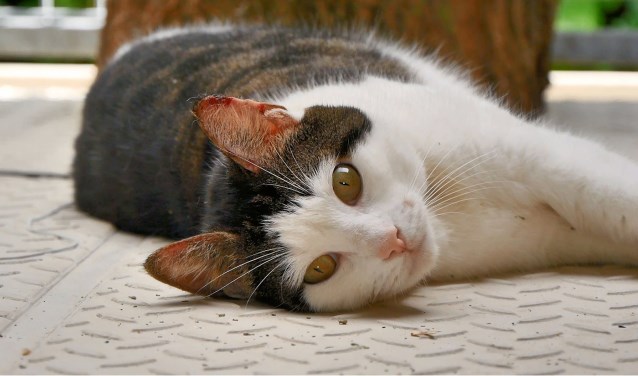 Milou is nieuwsgierig en houdt van kroelen