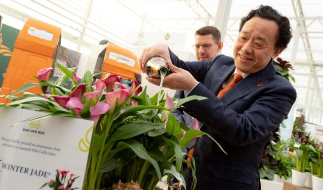 Qu Dongyu doopte een nieuwe variëteit callalelie.