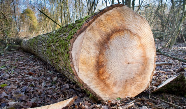 Soms is het onduidelijk waarom bomen gekapt worden.