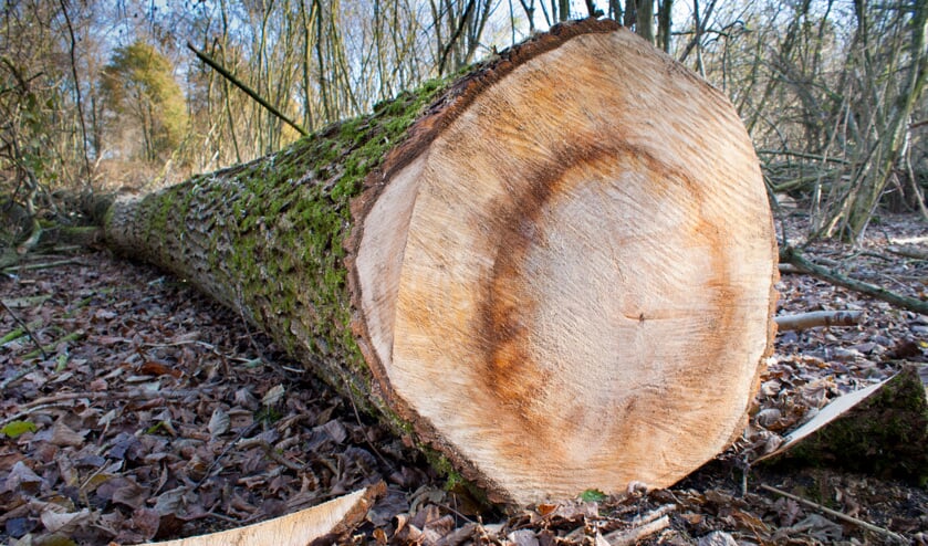 Soms is het onduidelijk waarom bomen gekapt worden.