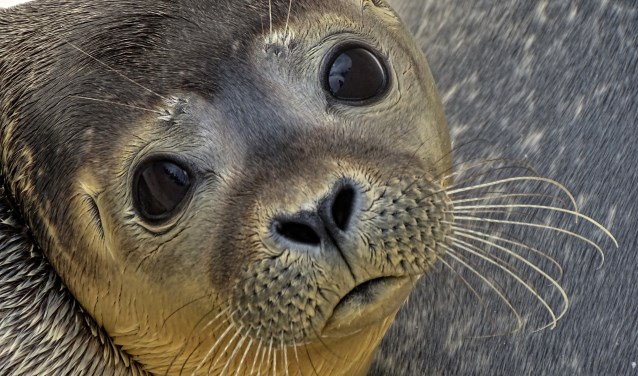 Het doel was dat zeehondenpups en hun moeders rust krijgen tijdens de zoogperiode.