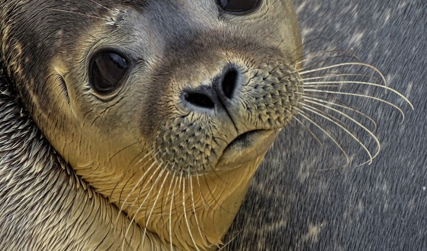 Het doel was dat zeehondenpups en hun moeders rust krijgen tijdens de zoogperiode.