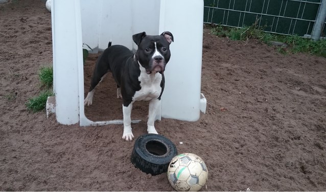 Senna is niet graag alleen.