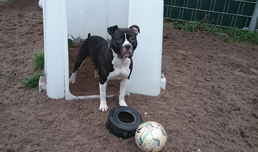 Senna is niet graag alleen.