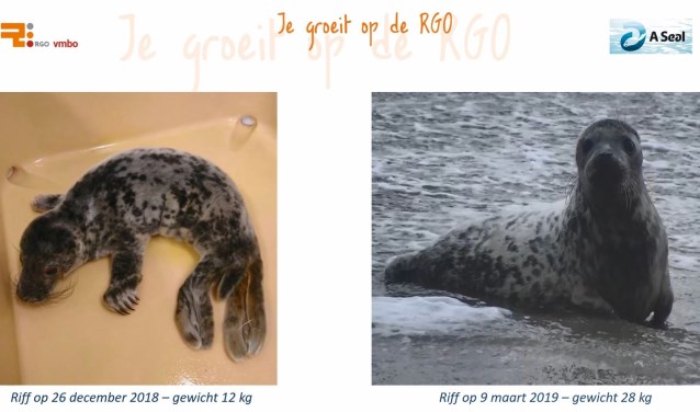 Riff was flink wat kilootjes aangekomen en kreeg met haar 28 kg groen licht van de arts om naar open zee te mogen.