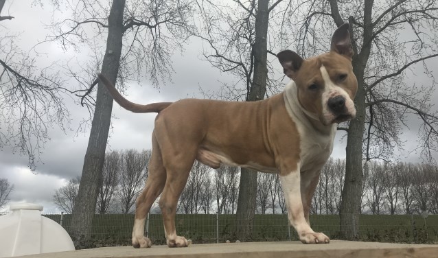 Diesel is een brede boef die behoorlijk wat kracht in zijn lichaam heeft