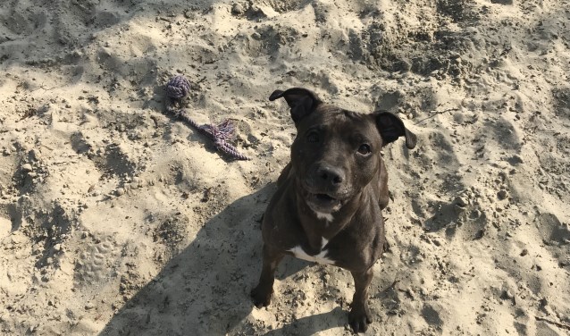 Indy is gevonden en op zoek naar een aardig baasje