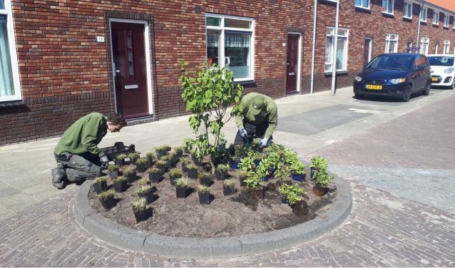 Afgelopen week is de laatste hand gelegd aan het aanbrengen van de beplanting.
