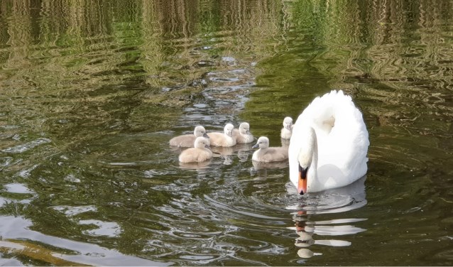 Er zit genoeg voedsel in het water voor zwanen