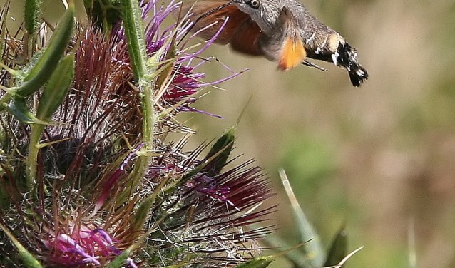 Het aantal kolibrievlinders neemt toe door de stijgende temperaturen