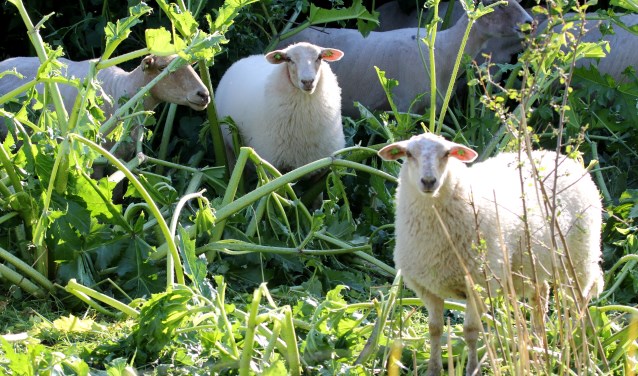 Deze schapen beschouwen de berenklauw als een lekkernij!