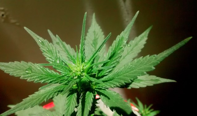 "Op diverse plaatsen in Nederland heeft men pogingen ondernomen de opgroeiende jeugd te beschermen door de straathandel te bestrijden middels gereguleerde verkoop van soft drugs en de rest actief te vervolgen."