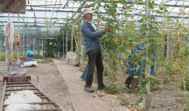 In het Westlands Museum wordt 16 juni voor de tweede keer de documentaire 'Laatste kouwe tuinder' getoond.