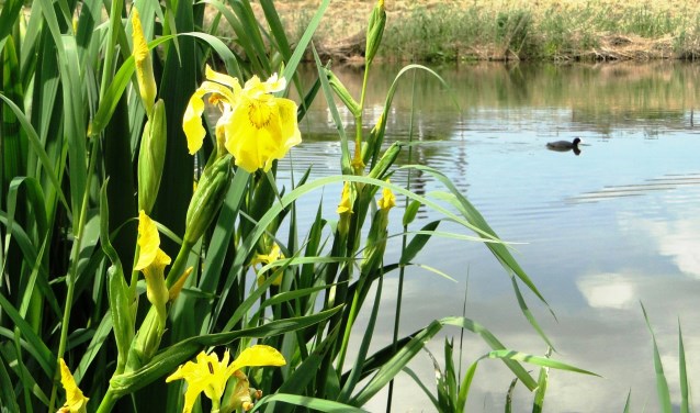 Ontdek hoe mooi de natuur in Hellevoetsluis is. (Foto: PR)