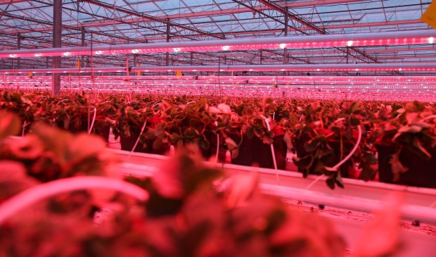 Roosendaal - Internetbode - Eerste \'winterkoninkjes\' dankzij ... Roosendaal - Internetbode - Eerste \'winterkoninkjes\' dankzij ...