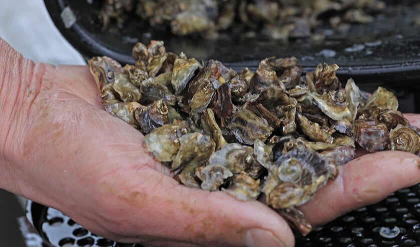 Nieuw actieplan voor aanpak problemen Zeeuwse oesterkweek